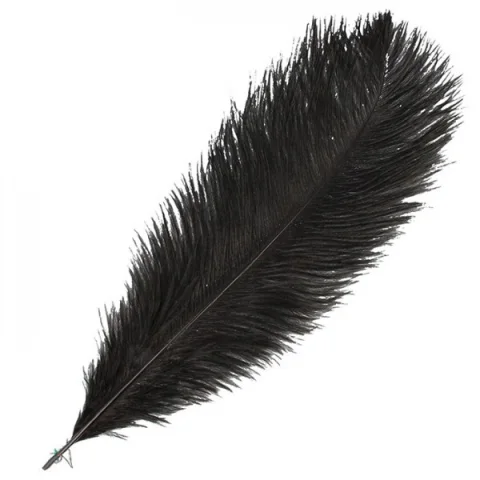 Black feather