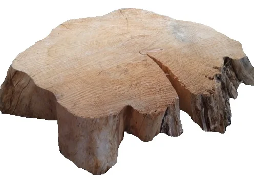 Grosse racine de bois